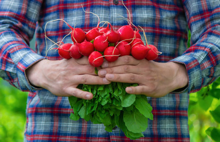 The farmer's hands hold a fresh radish, close-up. Organic fresh harvested vegetables. selective...