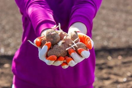 Manual planting of potato tubers in the ground. Early spring preparation for the garden season....