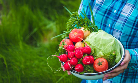 the farmer holds a crop of vegetables in his hands. selective focus. nature.の写真素材