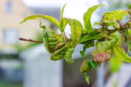 tree leaf disease, twisted peach tree leaves. selective focusの写真素材