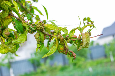tree leaf disease, twisted peach tree leaves. selective focus