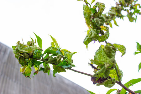 tree leaf disease, twisted peach tree leaves. selective focus