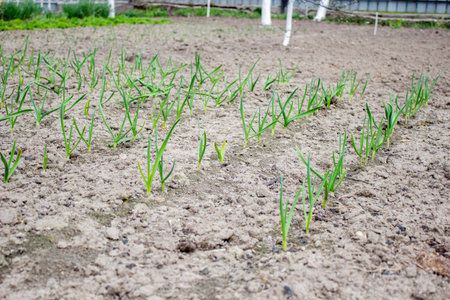 garden on the farm. plant. good harvest. selective focus