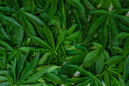 Background of a heap of leaves of marijuana cannabis texture. selective focus