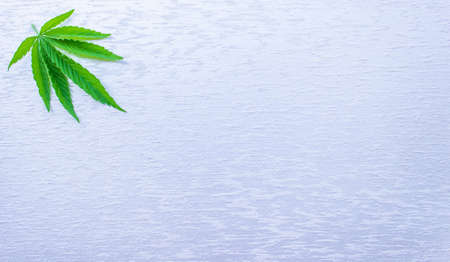 Marijuana cannabis leaves white blank background. Floral background minimalism. selective focusの写真素材