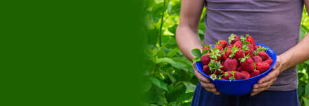 the farmer is holding a bowl of freshly picked strawberries. selective focusの写真素材