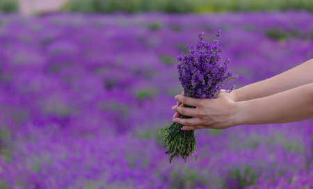 Woman in a field of lavender flowers in a white dress. Ukraine. selective focusの写真素材