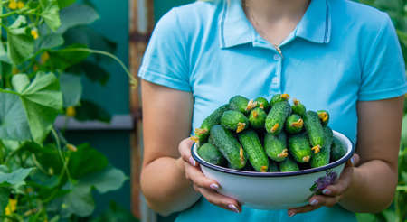 the farmer holds a bowl of freshly picked cucumbers in his hands.の写真素材