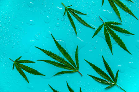Cannabis leaves on a blue wet background. selective focus. Nature.の写真素材