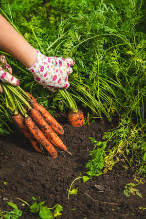 Farmer woman harvesting carrots in the garden. selective focus. food.の写真素材