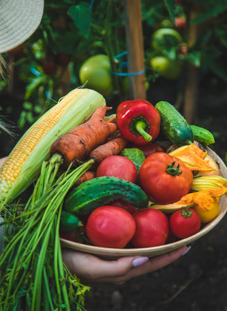 Farmer woman harvests vegetables in the garden. selective focus. food.の写真素材