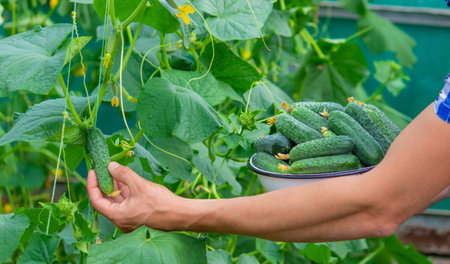 the farmer holds a bowl of freshly picked cucumbers in his hands. selective focusの写真素材