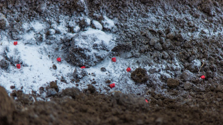 woman farmer sows beet seeds. selective focusの写真素材