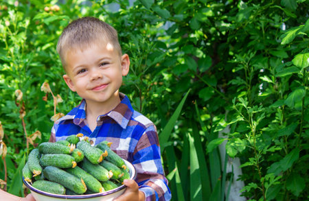 The child and father are holding cucumbers in their hands. selective focus. kid.の写真素材