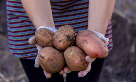 Freshly harvested organic potato harvest. Farmer in garden. selective focusの写真素材