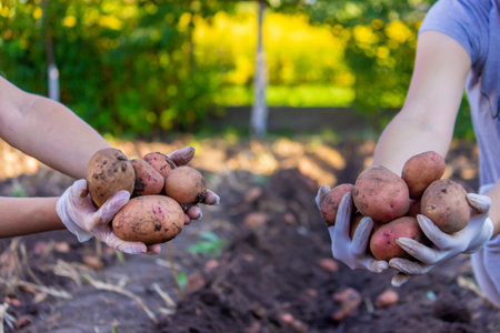 Freshly harvested organic potato harvest. Farmer in garden. selective focusの写真素材