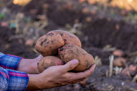 A farmer holds a freshly harvested potato crop in his hands. selective focusの写真素材