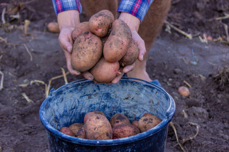 A farmer holds a freshly harvested potato crop in his hands. selective focusの写真素材