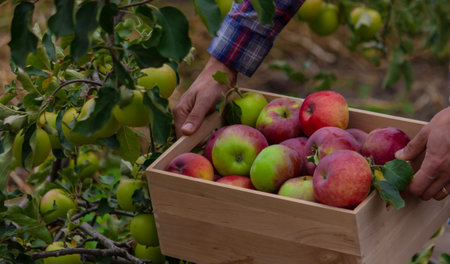 Farmer hands holding box with fresh ripe organic apples on farm. selective focus
