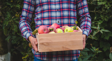 Farmer hands holding box with fresh ripe organic apples on farm. selective focus
