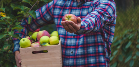 Farmer hands holding box with fresh ripe organic apples on farm. selective focus