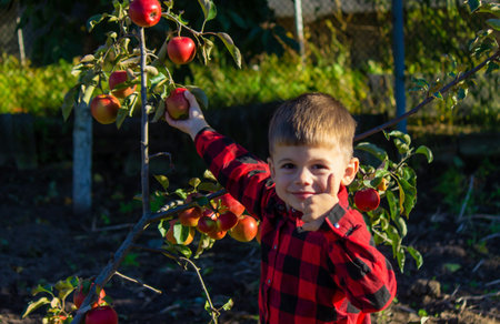 a little boy plucks the harvest of apples. selective focus