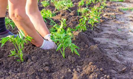 The gardener is planting tomato seedlings in the ground. selective focusの写真素材