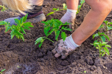 The gardener is planting tomato seedlings in the ground. selective focusの写真素材
