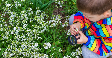 The child looks through a magnifying glass at the flowers Zoom in. selective focus.の写真素材