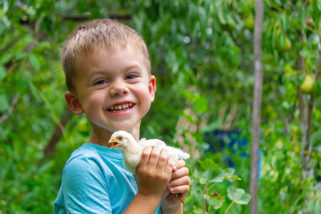 A child holds a chicken in his hands. A boy and a bird. selective focus.の写真素材