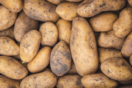 Freshly picked potatoes. Harvest on the farm. selective focusの写真素材