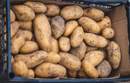 Freshly picked potatoes. Harvest on the farm. selective focusの写真素材