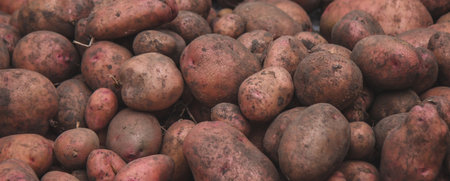 Freshly picked potatoes. Harvest on the farm. selective focusの写真素材