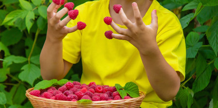 A happy little child is eating a raspberry and holding a basket with a berry. selective focus