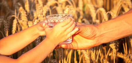 Close-up of a boy holding a glass of water and drinking it in a wheat field. selective focus