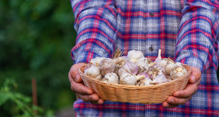 a farmer holds a basket of garlic, close-up. selective focusの写真素材