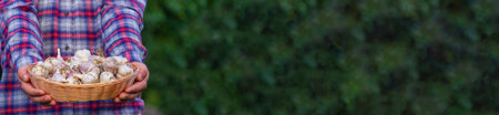 a farmer holds a basket of garlic, close-up. selective focusの写真素材
