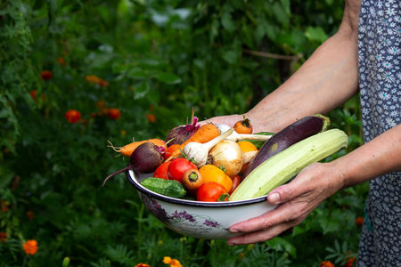 A female farmer holds vegetables in her hands. selective focus. food.の写真素材