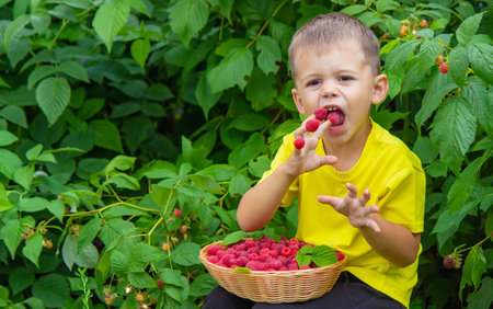 the boy holds a basket with ripe raspberry berries. selective focus