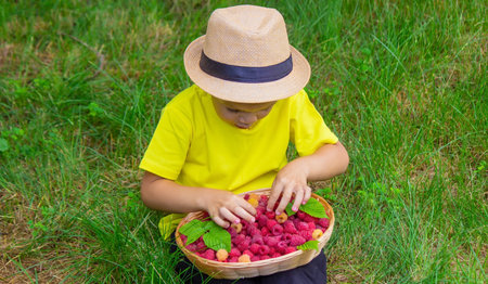 the boy holds a basket with ripe raspberry berries. selective focusの写真素材
