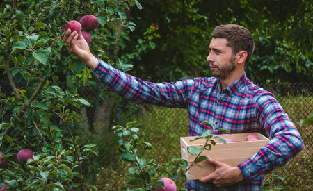 the farmer collects apples in the garden in a wooden box. selective focusの写真素材