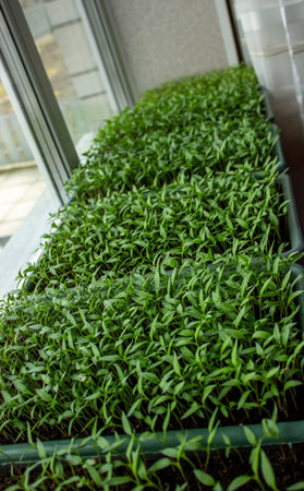 Pepper seedlings in a tray, growing seedlings, close-up. selective focusの写真素材