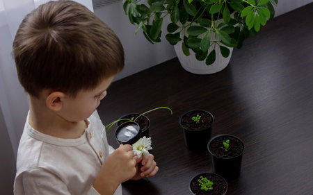 the boy looks into a magnifying glass at a flower. selective focusの写真素材