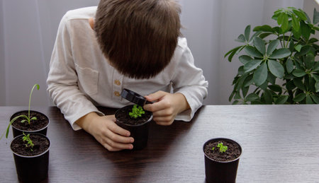 a boy looks through a magnifying glass at a flower growing in a flowerpot. selective focusの写真素材