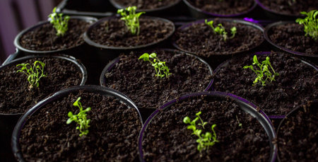 flower seedling, flower seedling, cultivation Selective focusの写真素材