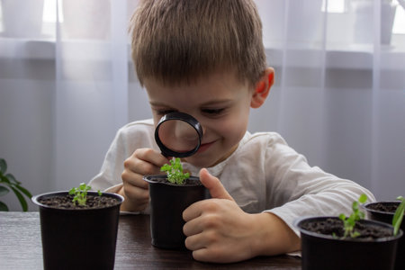 a boy looks at a flower in a pot through a magnifying glass. selective focusの写真素材