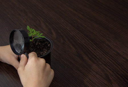 a boy looks at a flower in a pot through a magnifying glass. selective focusの写真素材