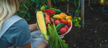 Farmer woman harvests vegetables in the garden. selective focus. food.の写真素材