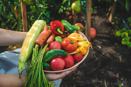 Farmer woman harvests vegetables in the garden. selective focus. food.の写真素材