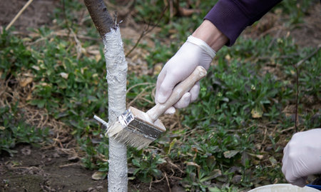 a male farmer covers a tree trunk with protective white paint against pests. selective focusの写真素材